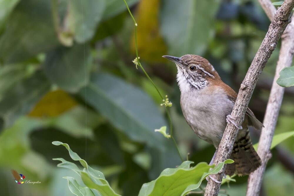Rufous-and-white Wren (Thryophilus rufalbus) Soterrey Rufo y Blanco R
