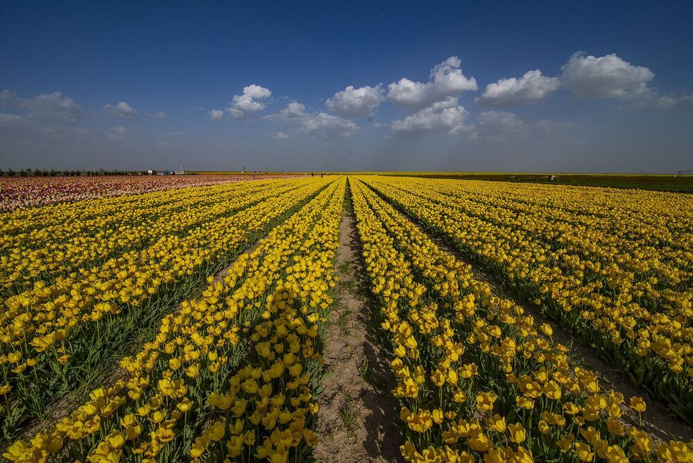 Tulips
