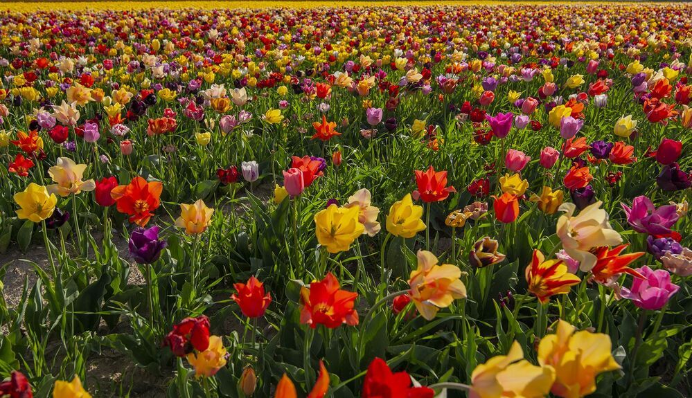 Tulips