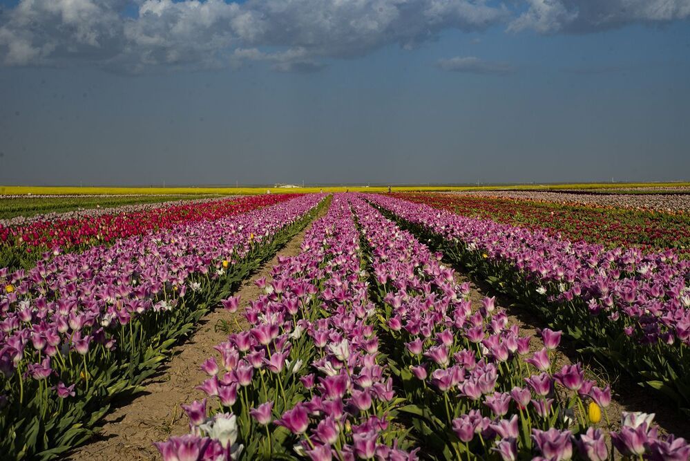 Tulips