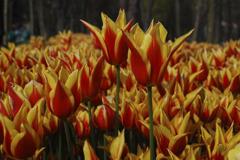 Tulips