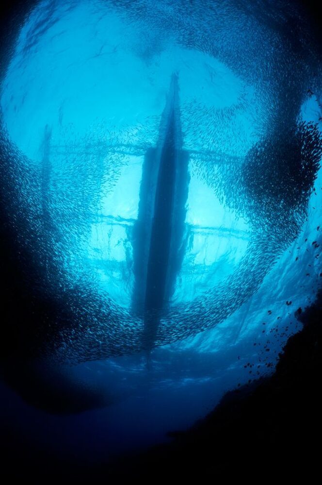 Pescador Island. Sardines.