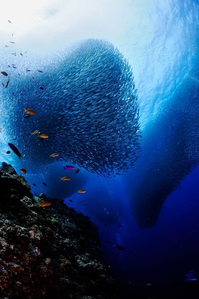 Pescador Island. Sardines.