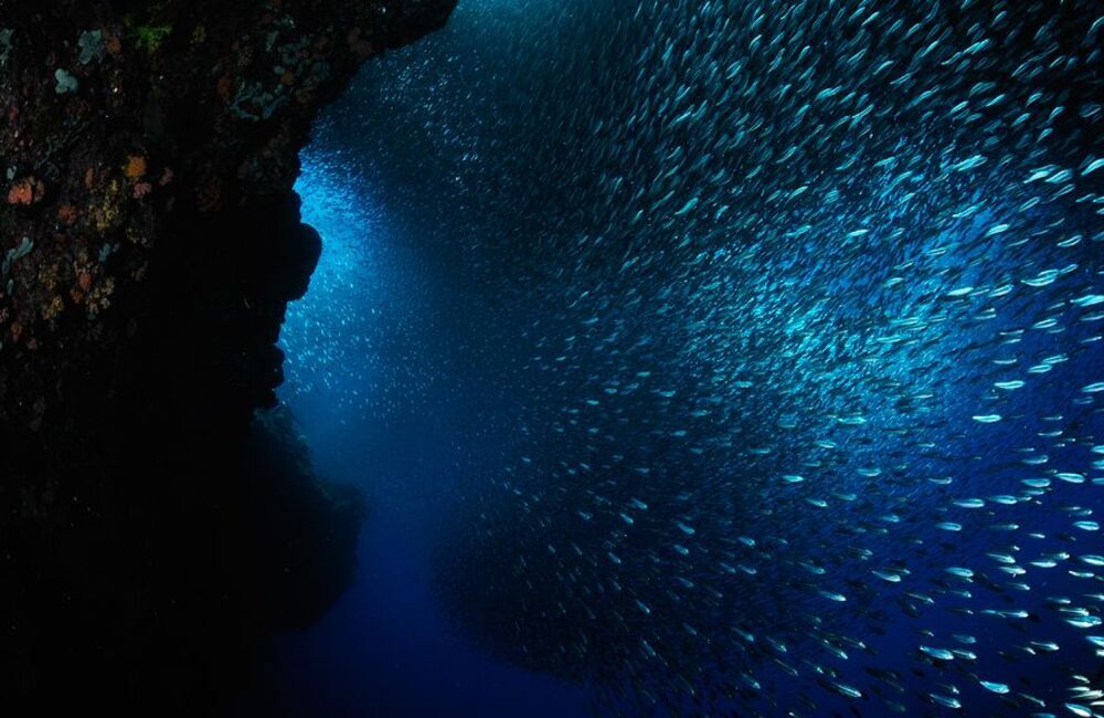 Pescador Island. Sardines.