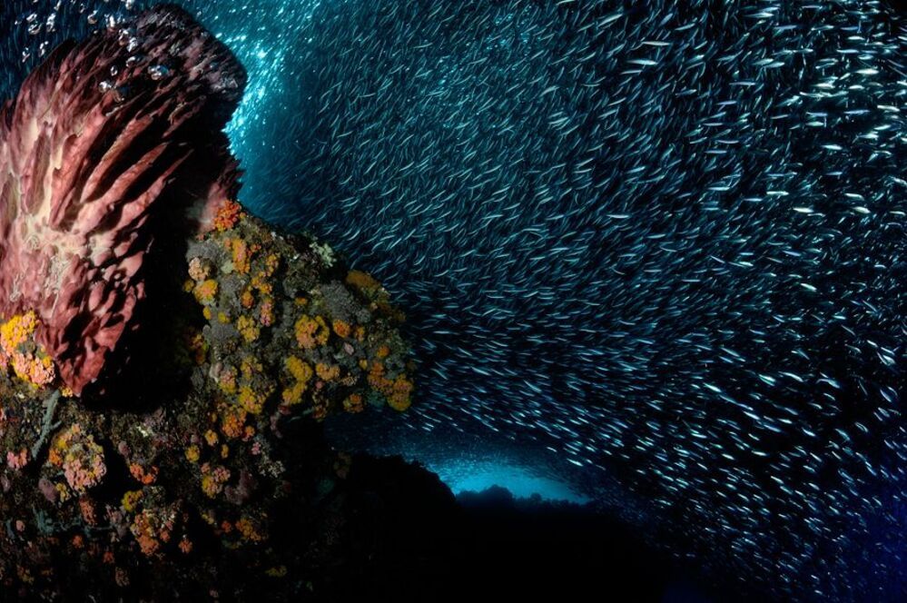 Pescador Island. Sardines.