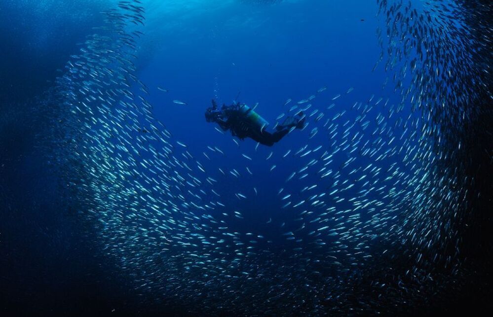 Pescador Island. Sardines.