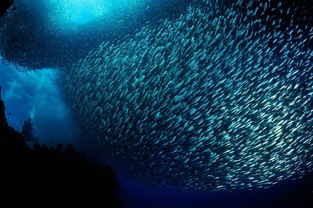 Pescador Island. Sardines.