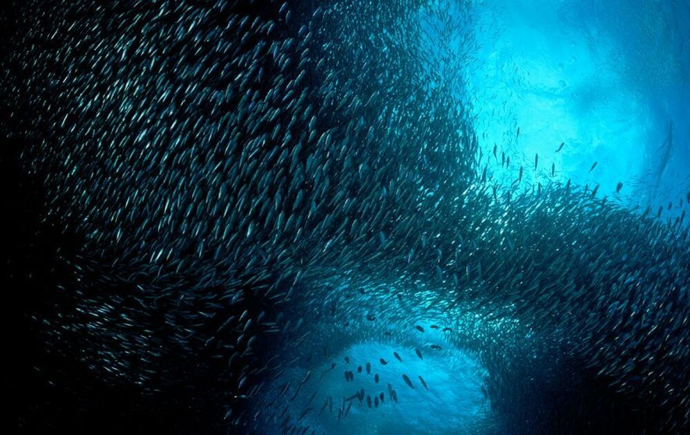 Pescador Island. Sardines.