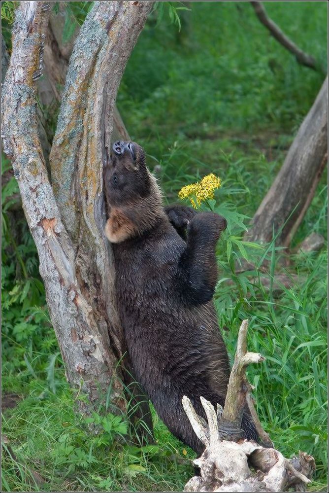 Медвежьи забавы