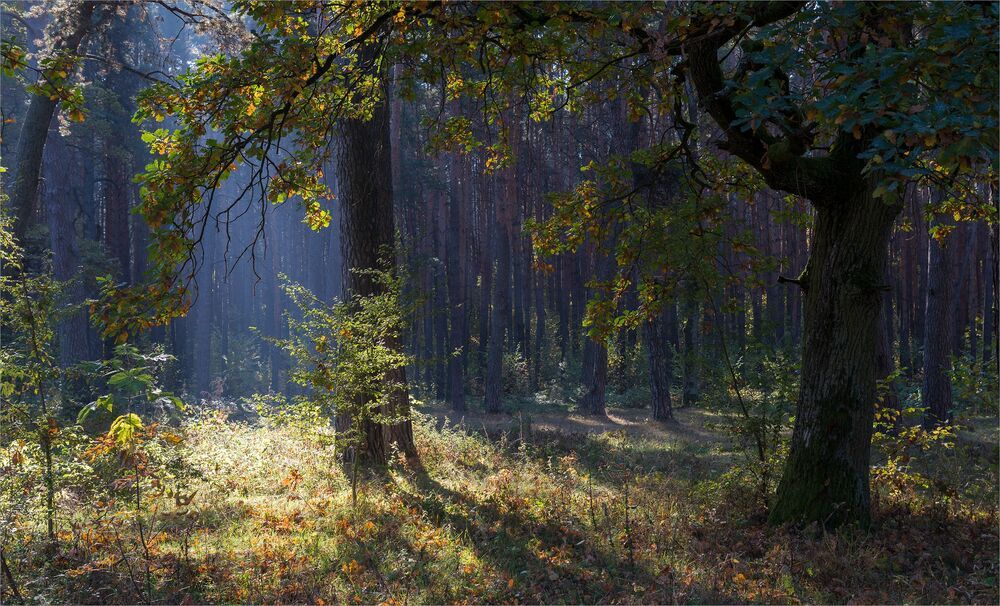 в осеннем  бору