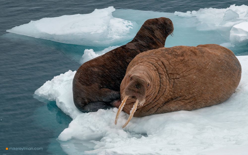 Шпицберген. Моржи.