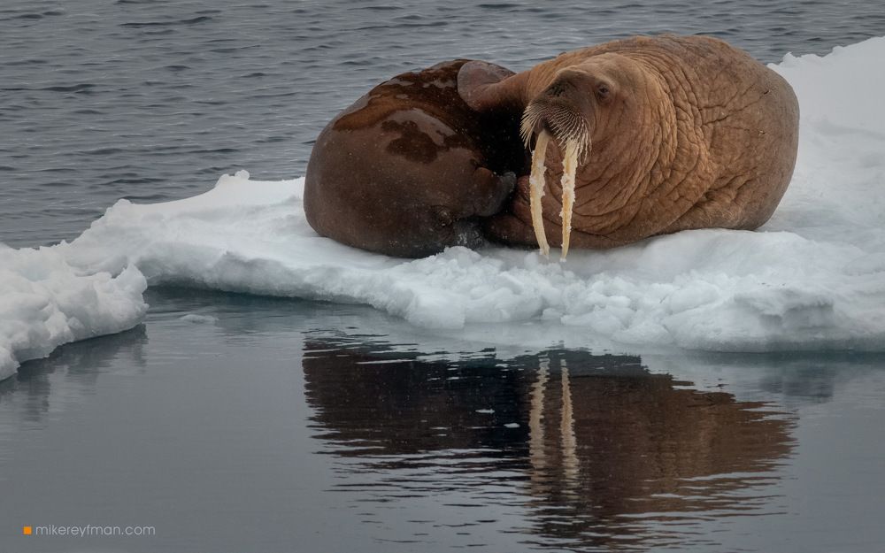 Шпицберген. Моржи.