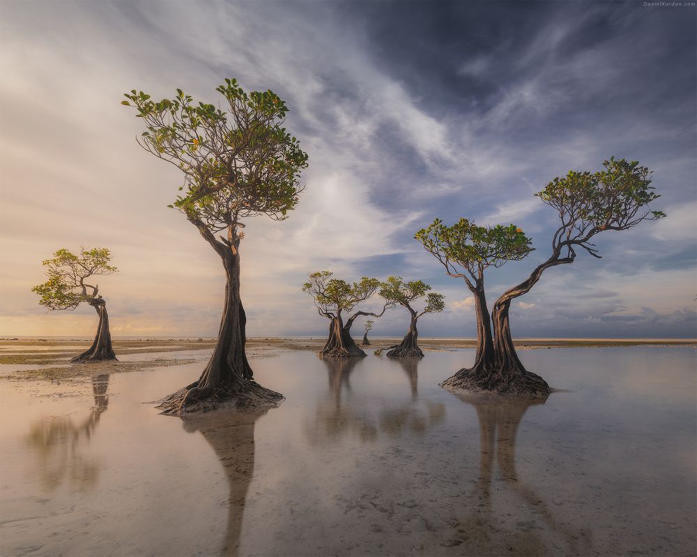 Sumba dancing trees