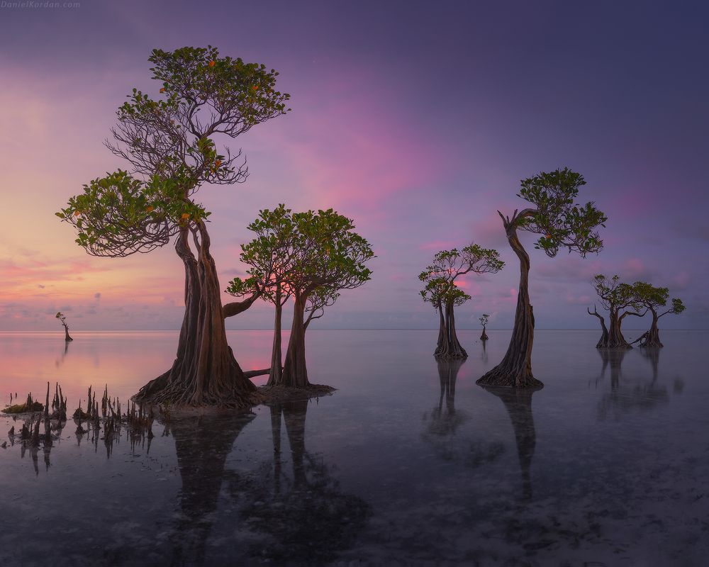 Sumba dancing trees