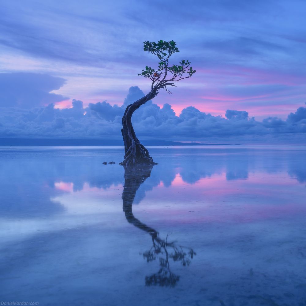 Sumba dancing trees