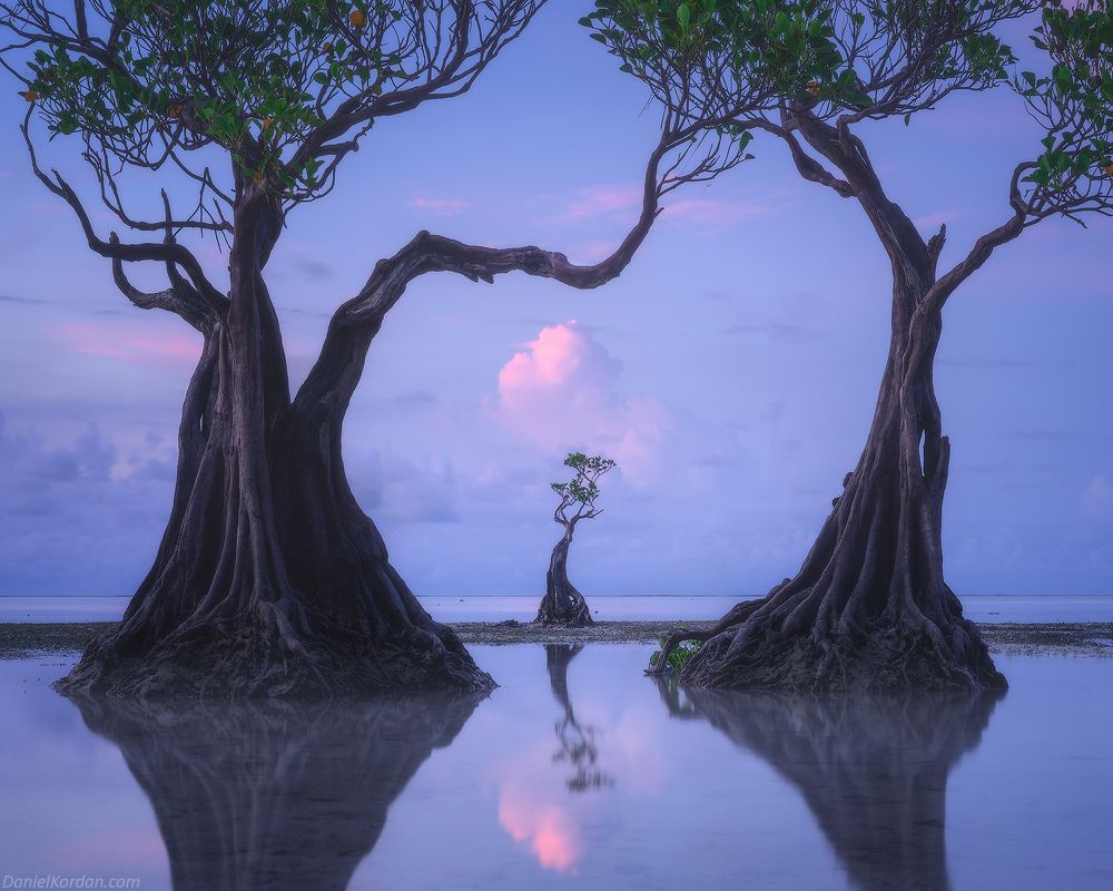 Sumba dancing trees