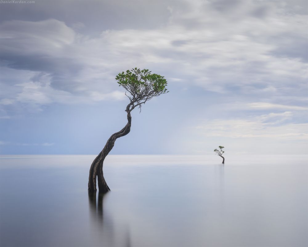 Sumba dancing trees