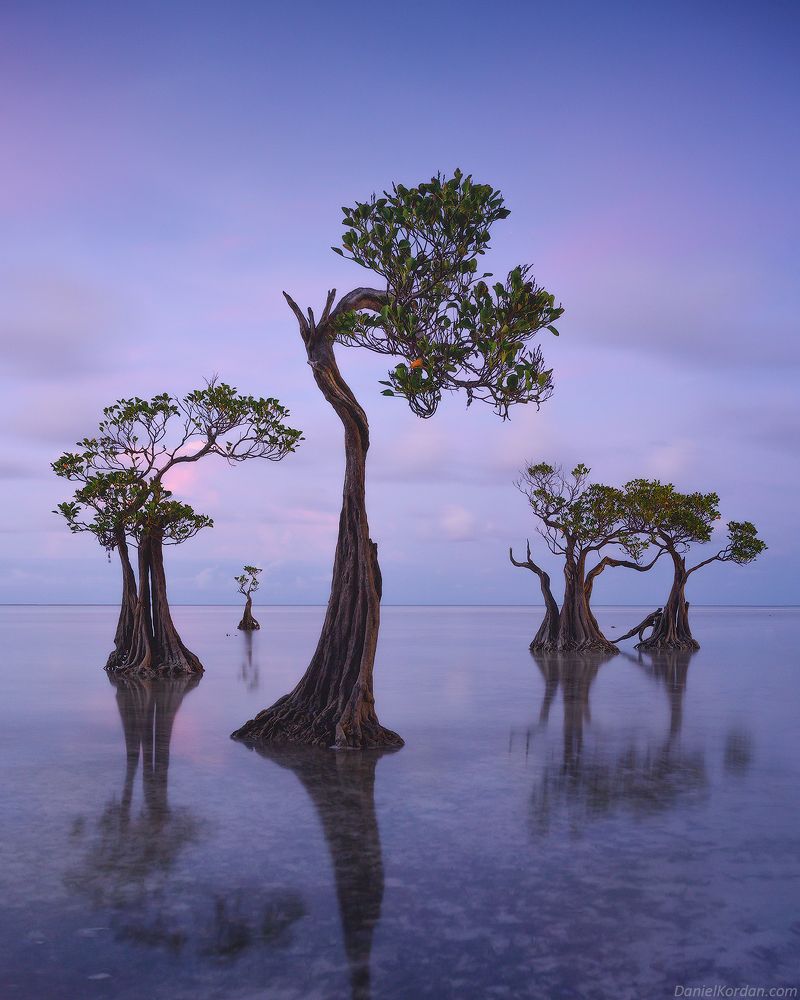 Sumba dancing trees