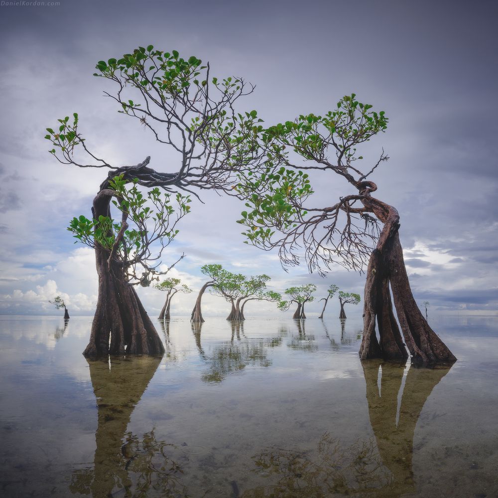 Sumba dancing trees