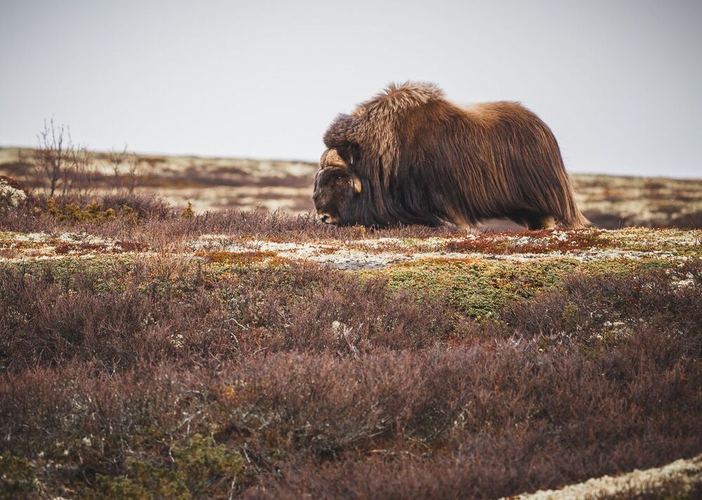 Muskox from Dovrefjell mountains, middle Norway, springtime.