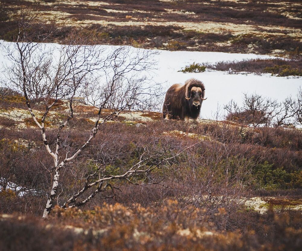 Muskox from Dovrefjell mountains, middle Norway, springtime.