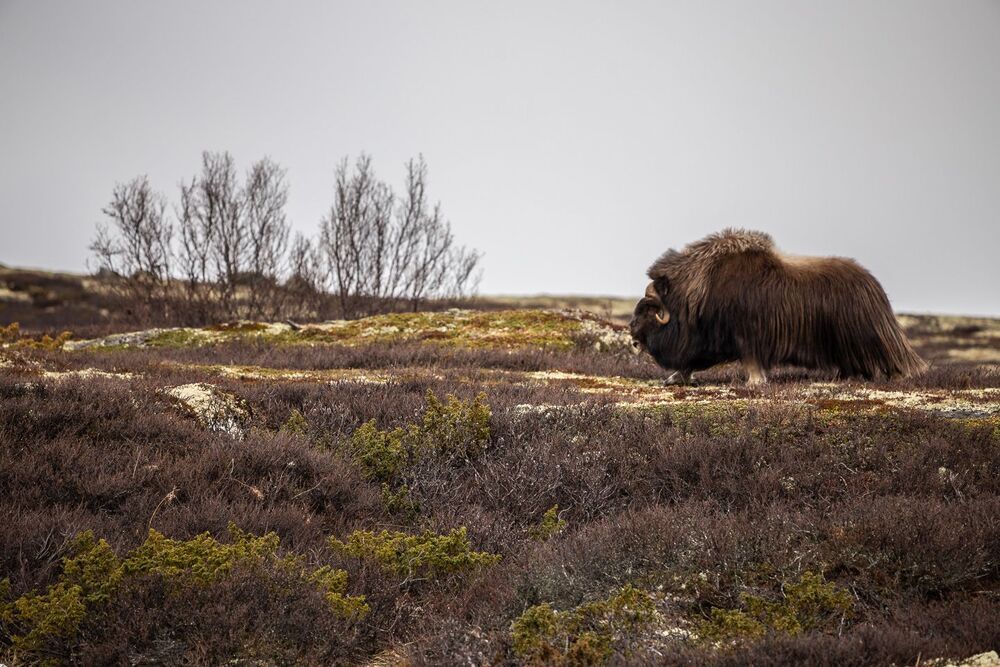 Muskox from Dovrefjell mountains, middle Norway, springtime.