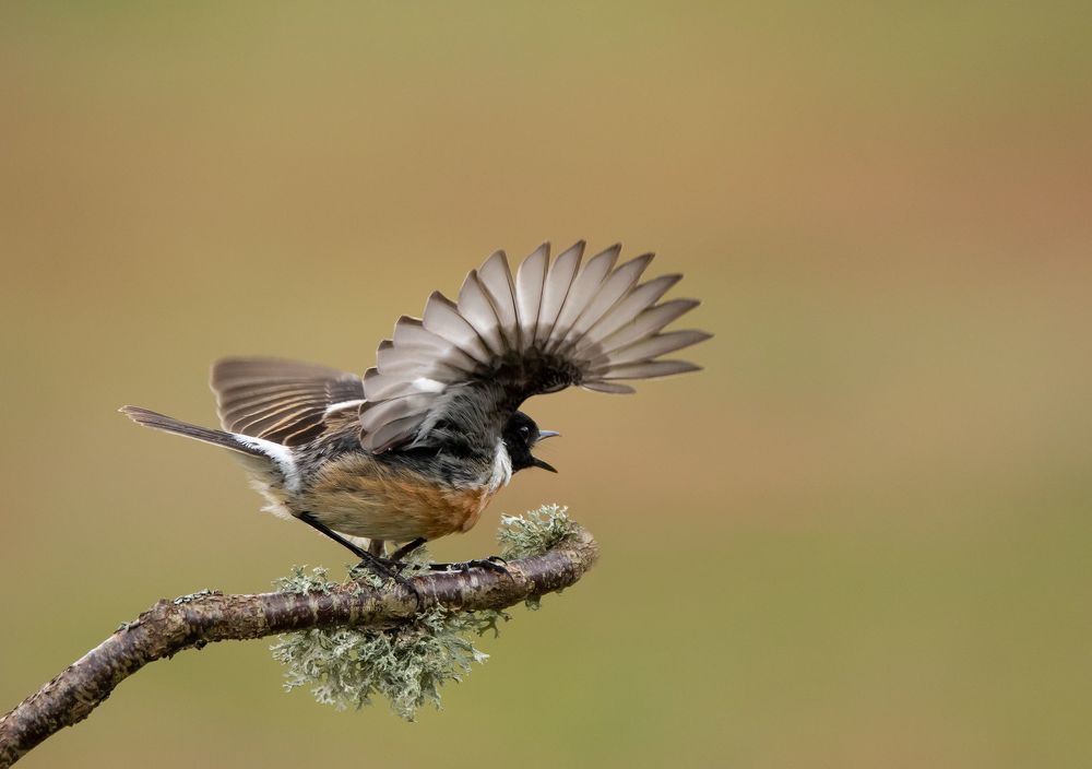 Stonechat