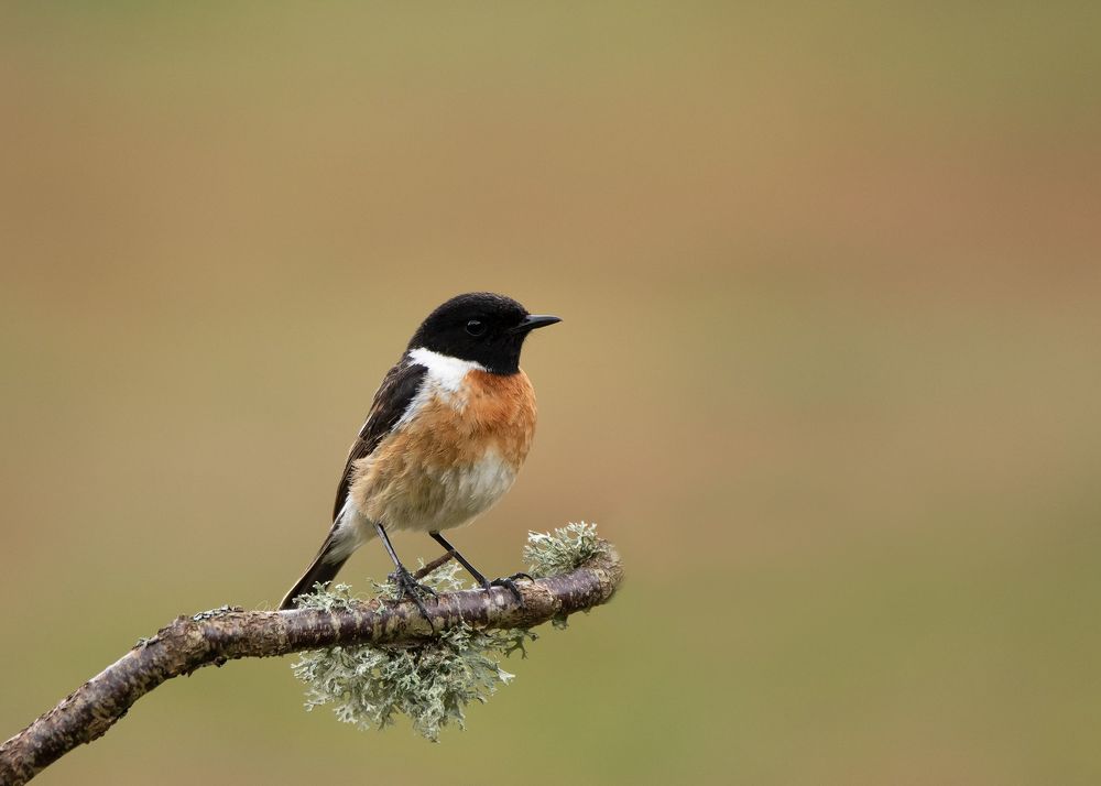 Stonechat