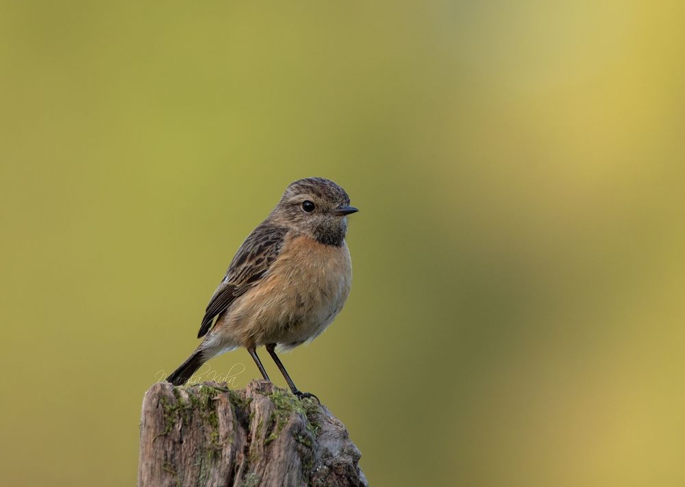 Stonechat