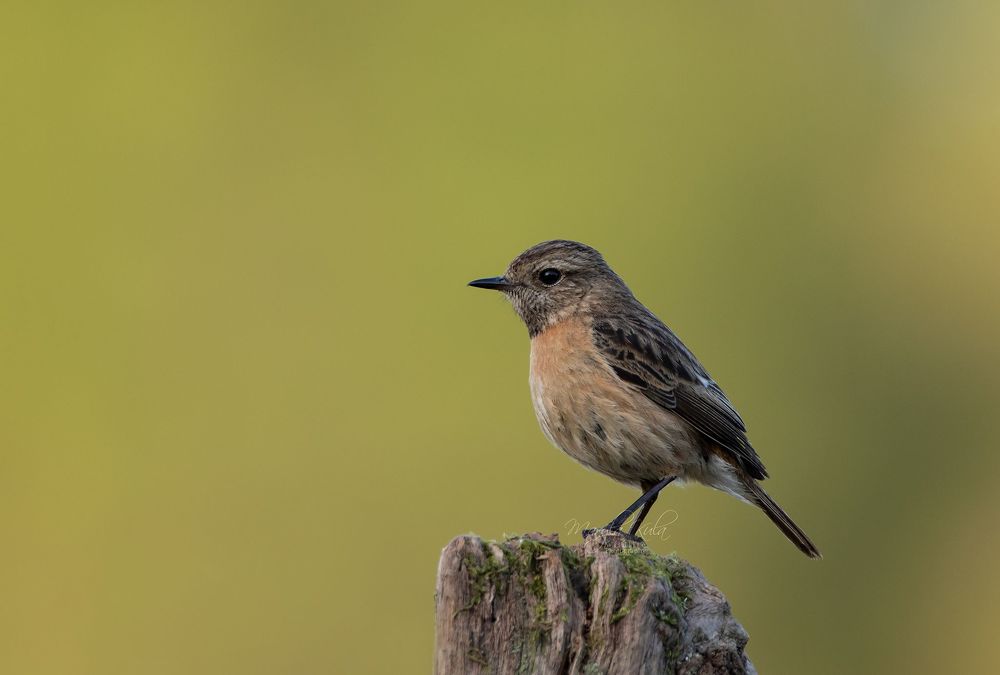 Stonechat