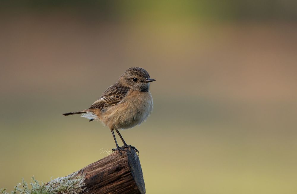 Stonechat