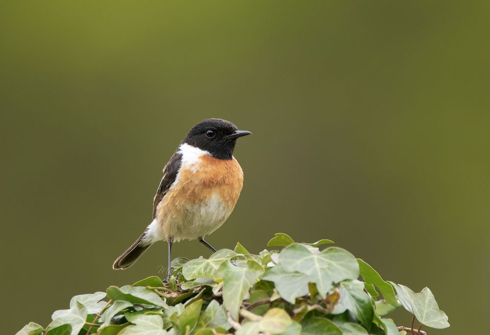 Stonechat