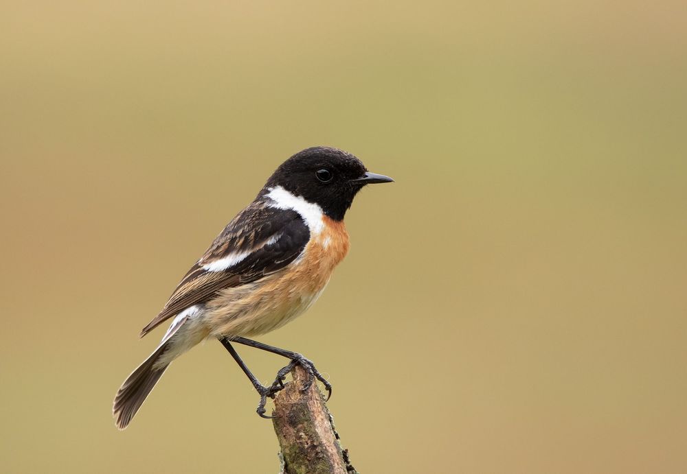 Stonechat