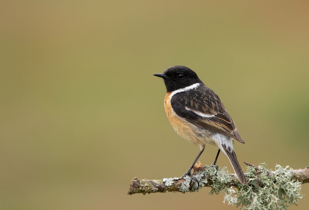 Stonechat