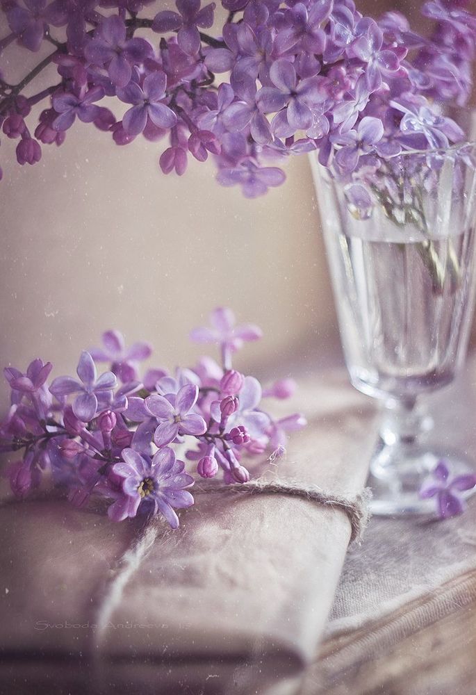 сирени прекрасные цветы*