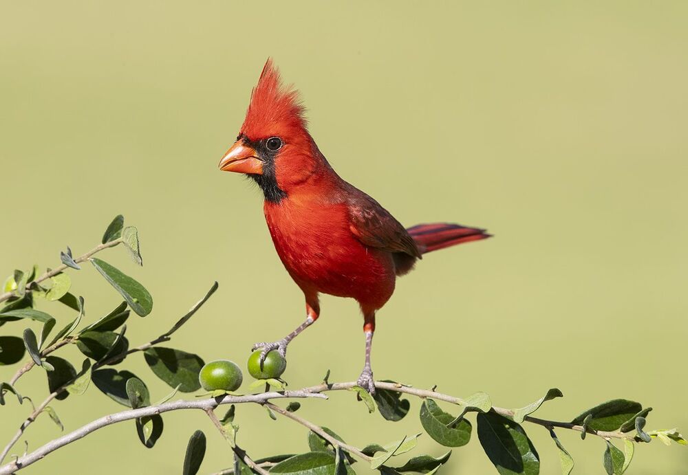 Красный кардинал самец и самка - Northern Cardinal male & female