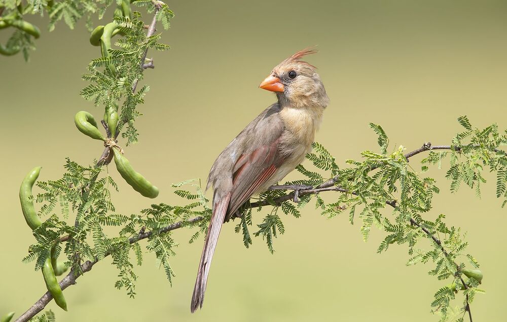 Красный кардинал самец и самка - Northern Cardinal male & female