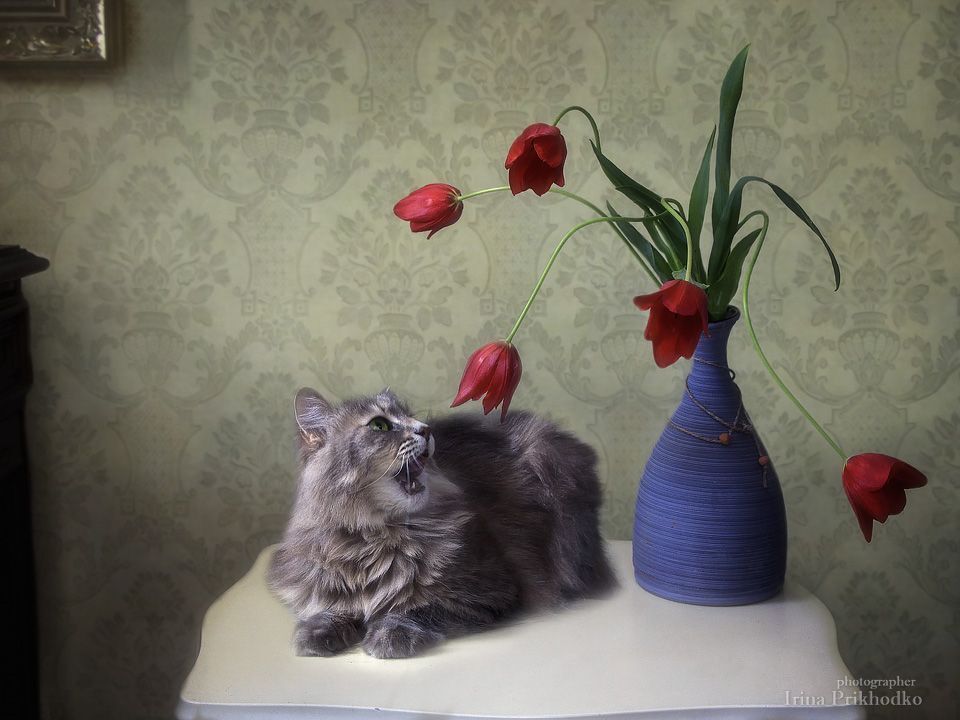- Я, вместо микрофона, спою в бутон тюльпана!