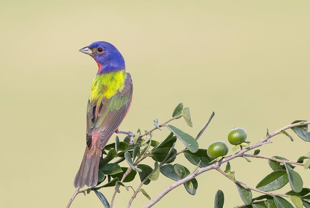 Расписной овсянковый кардинал - Painted bunting