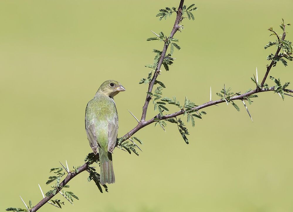 Расписной овсянковый кардинал - Painted bunting