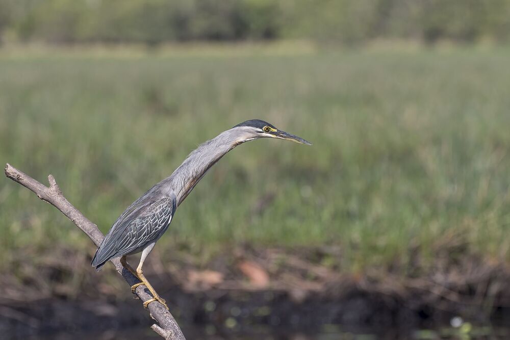 Striated Heron (Butorides striata) Garcilla Cuelligrís (Chocuaco, Martín Peña) A