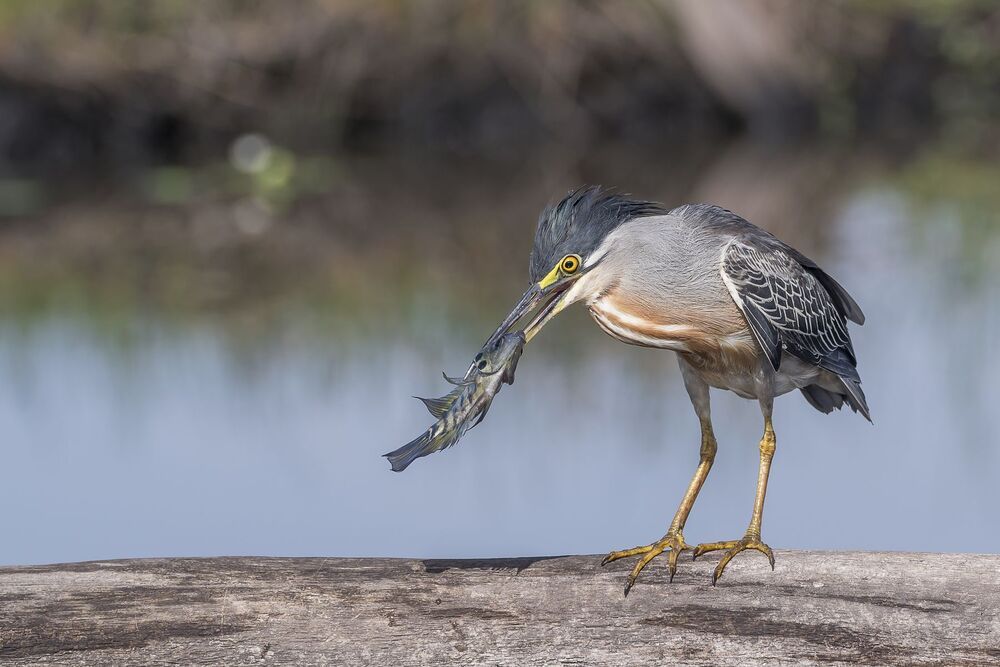 Striated Heron (Butorides striata) Garcilla Cuelligrís (Chocuaco, Martín Peña) A