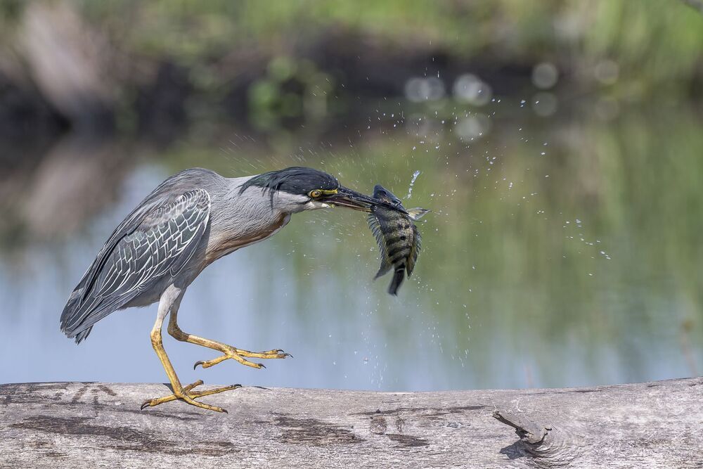 Striated Heron (Butorides striata) Garcilla Cuelligrís (Chocuaco, Martín Peña) A