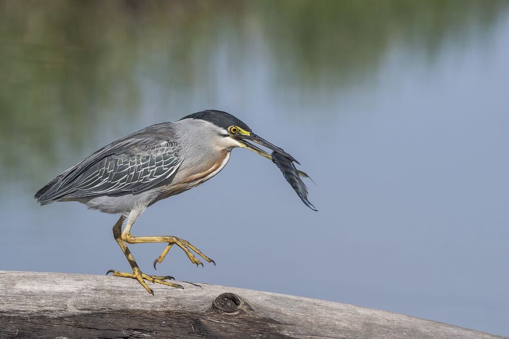 Striated Heron (Butorides striata) Garcilla Cuelligrís (Chocuaco, Martín Peña) A