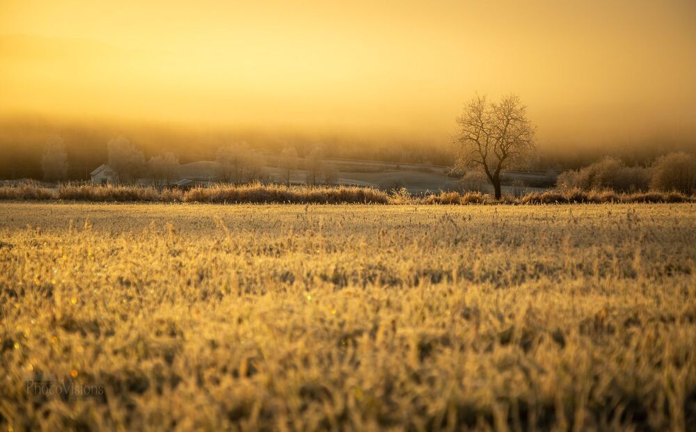 Lonely tree in the frosty field