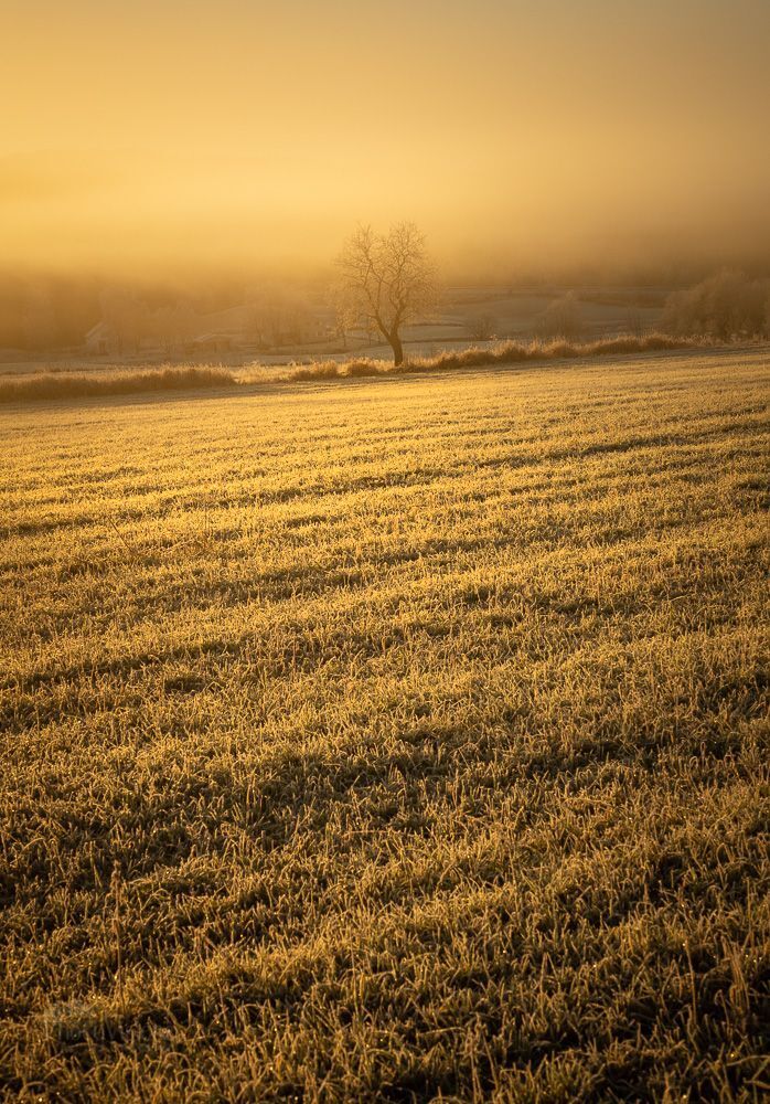 Lonely tree in the frosty field