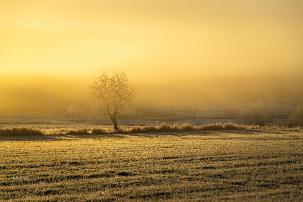 Lonely tree in the frosty field