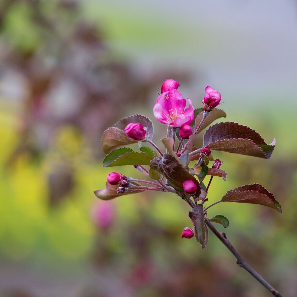 Photo 1484772