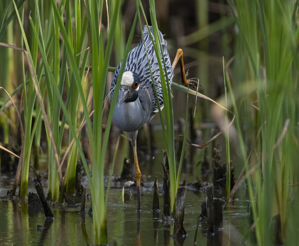 Желтоголовая кваква - Yellow-crowned night heron.