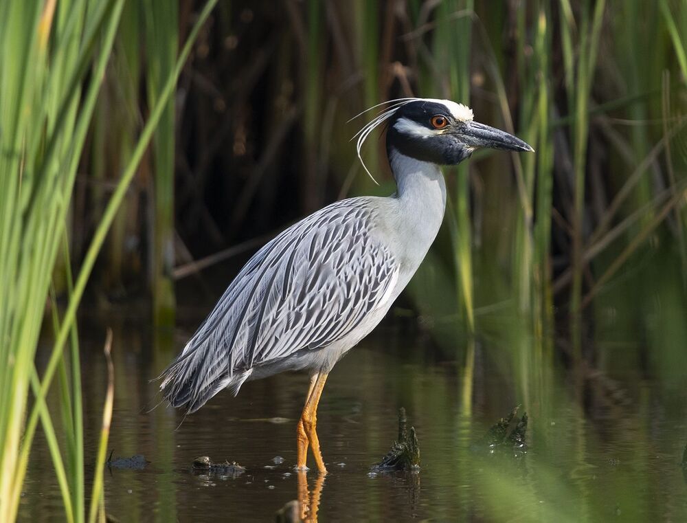Желтоголовая кваква - Yellow-crowned night heron.